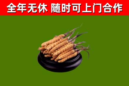 石家庄回收散虫草